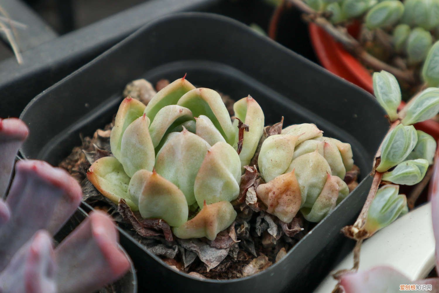 冰莓多肉怎么栽种成活快 冰莓多肉的养殖方法