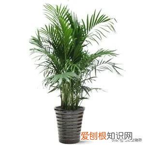 养好花的5种方法,养好花的基本技巧和常识