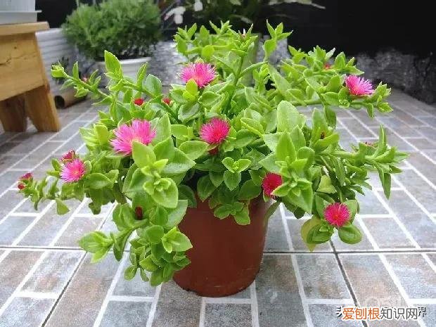 养好花的5种方法,养好花的基本技巧和常识