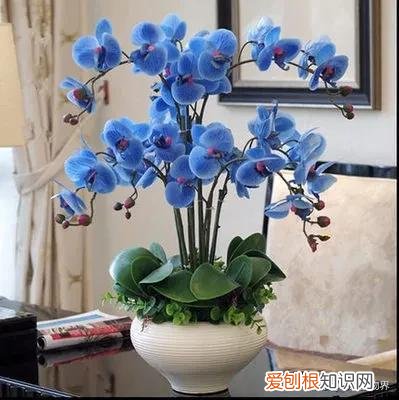 养好花的5种方法,养好花的基本技巧和常识