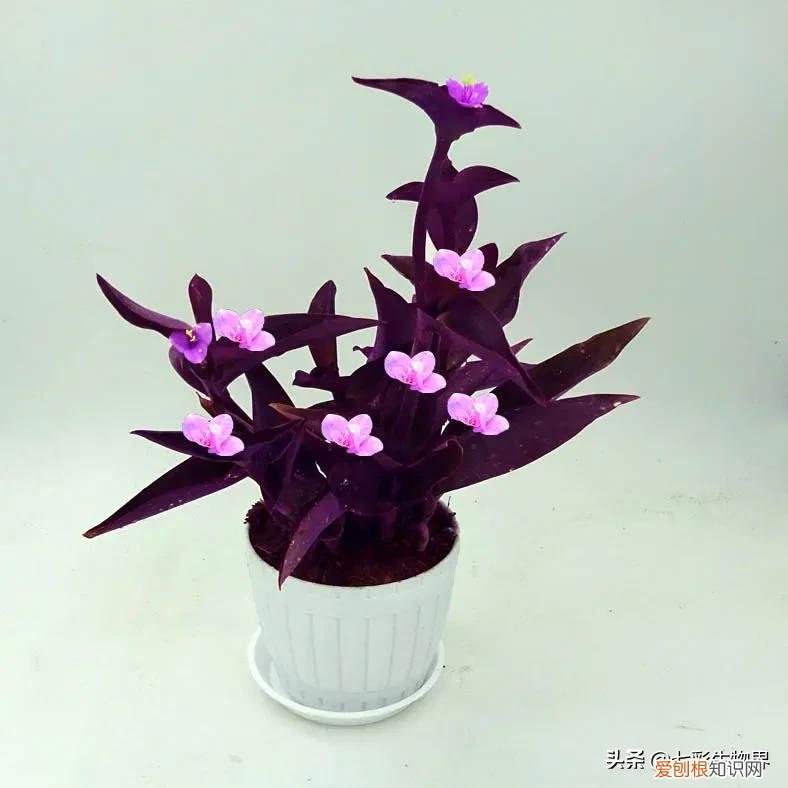 养好花的5种方法,养好花的基本技巧和常识