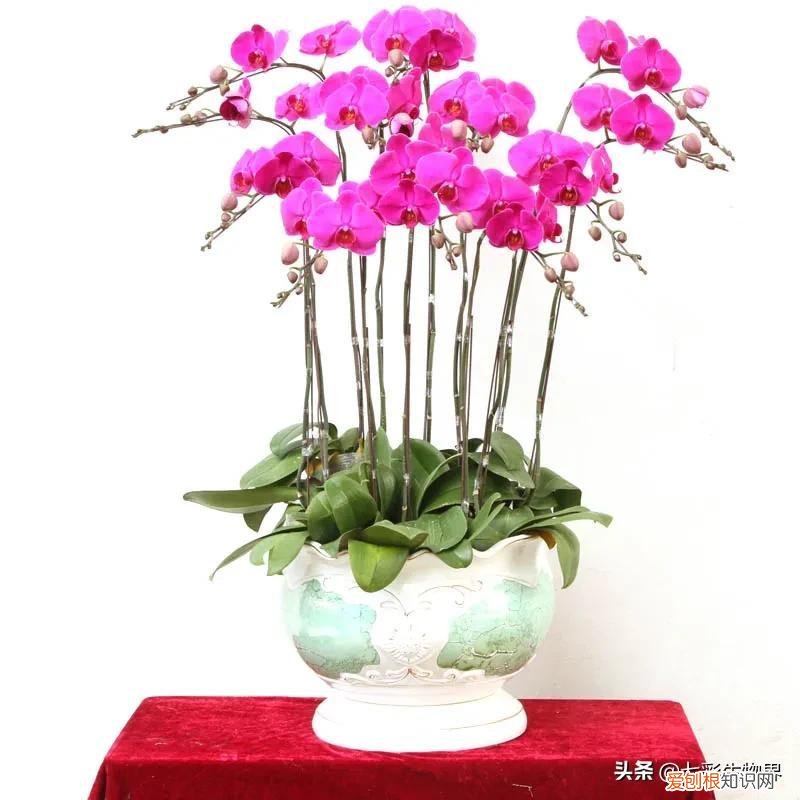 养好花的5种方法,养好花的基本技巧和常识