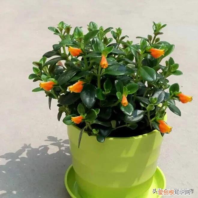 养好花的5种方法,养好花的基本技巧和常识