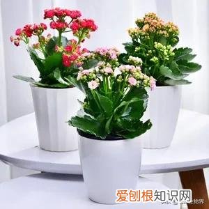 养好花的5种方法,养好花的基本技巧和常识