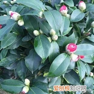 养好花的5种方法,养好花的基本技巧和常识