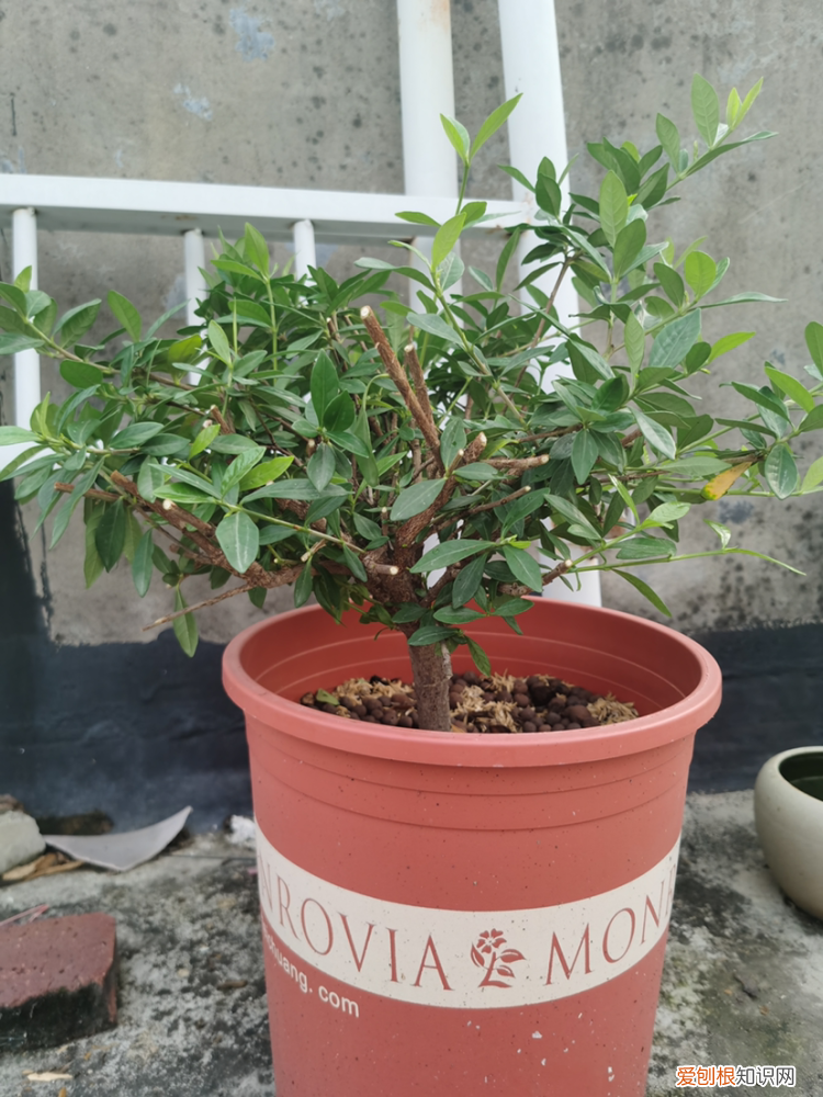 花怎么越养越好,4个养花小技巧,资深花友才知道,花不死还越长越旺盛