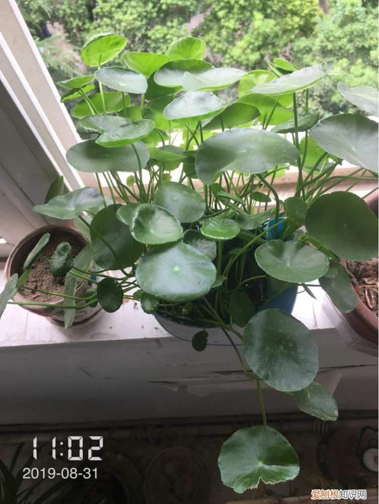 花怎么越养越好,4个养花小技巧,资深花友才知道,花不死还越长越旺盛