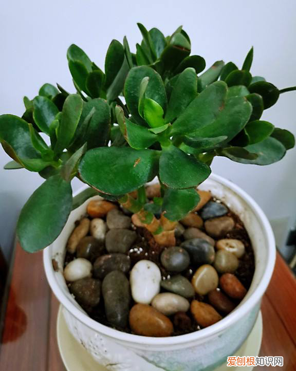 花怎么越养越好,4个养花小技巧,资深花友才知道,花不死还越长越旺盛