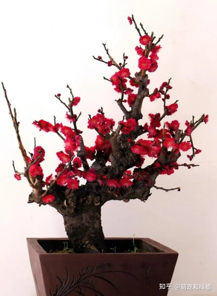 教你养花小技巧,养花有哪些经验和技巧?