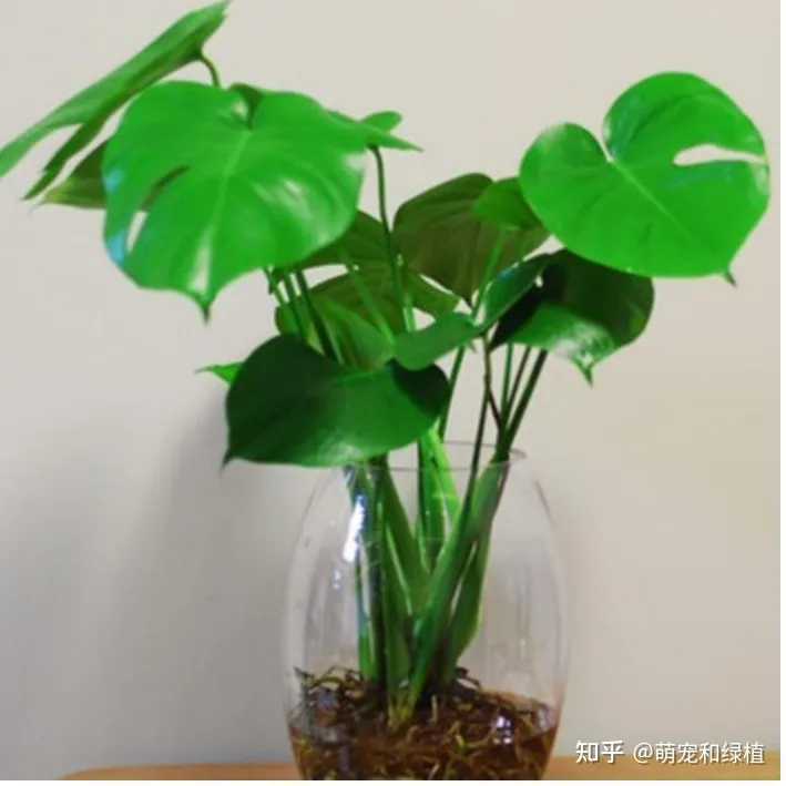 教你养花小技巧,养花有哪些经验和技巧?