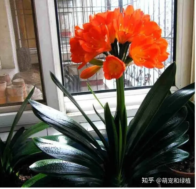 教你养花小技巧,养花有哪些经验和技巧?