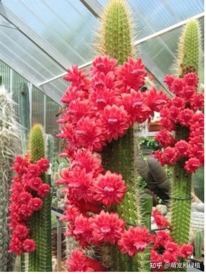 教你养花小技巧,养花有哪些经验和技巧?