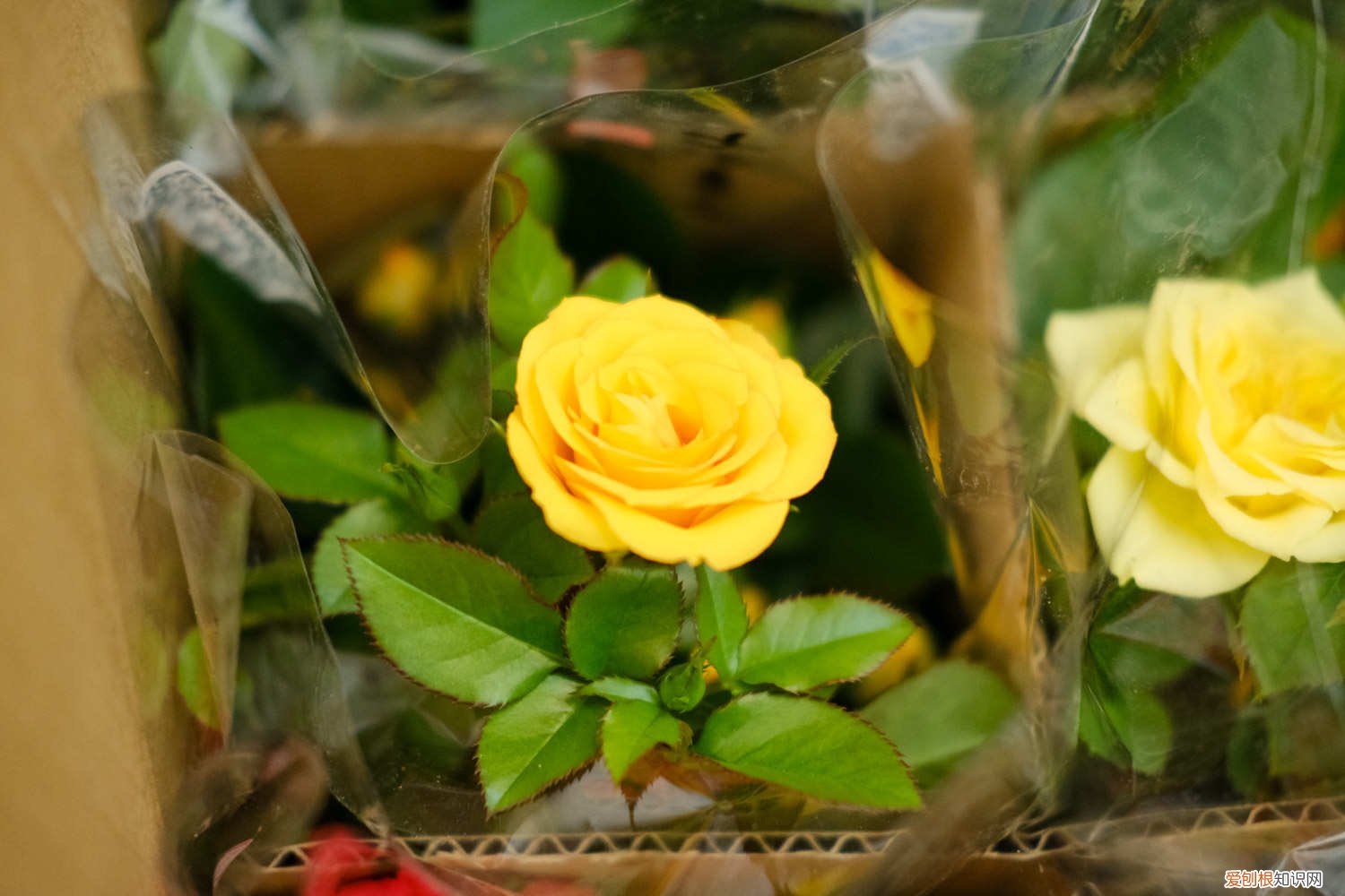 用山木香嫁接月季几月嫁接是最好的时间 山木香嫁接月季时间