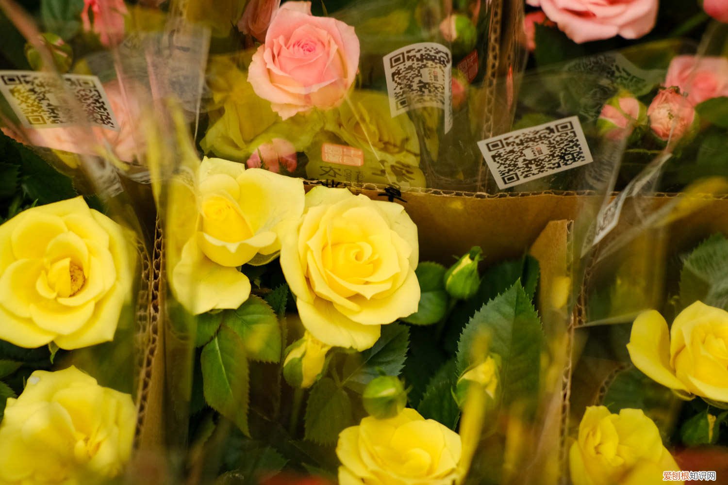 用山木香嫁接月季几月嫁接是最好的时间 山木香嫁接月季时间