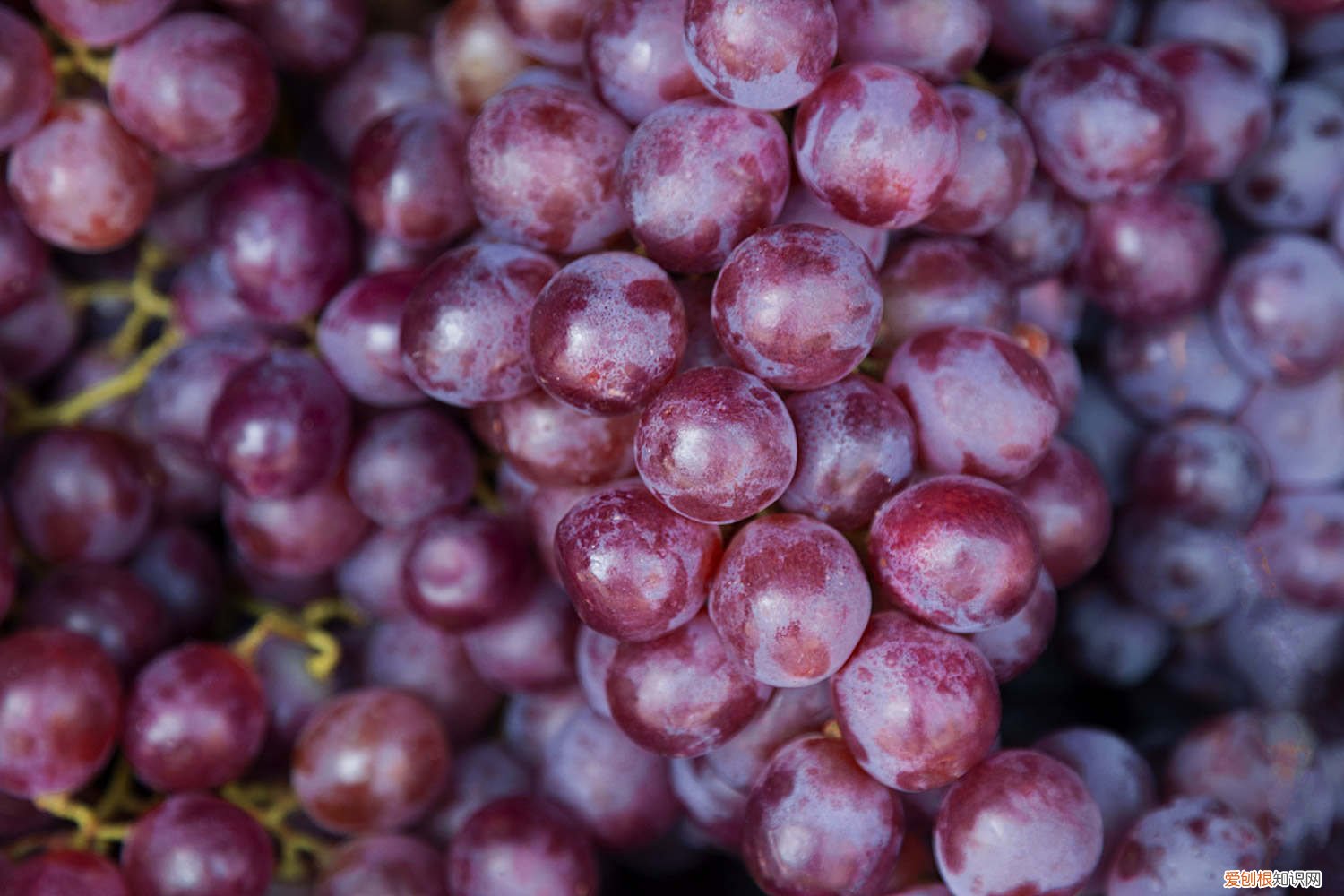 葡萄树能做盆景吗 葡萄树可以盆栽吗