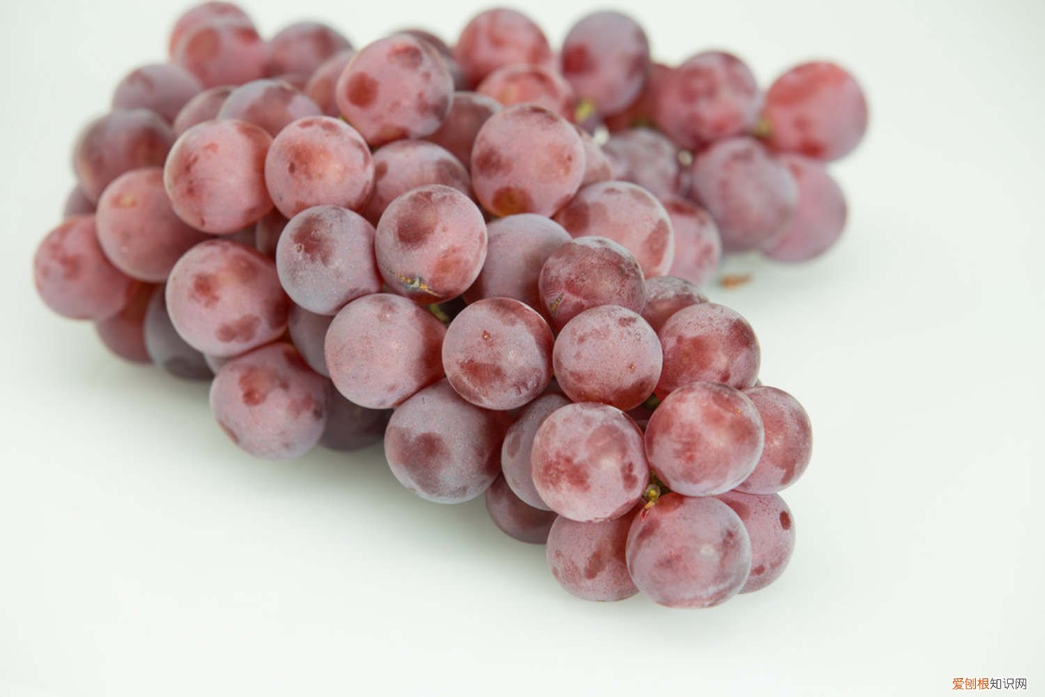 葡萄树能做盆景吗 葡萄树可以盆栽吗