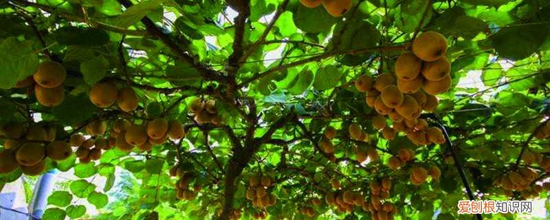 弥猴桃嫁接苗 弥猴桃嫁接时间和方法