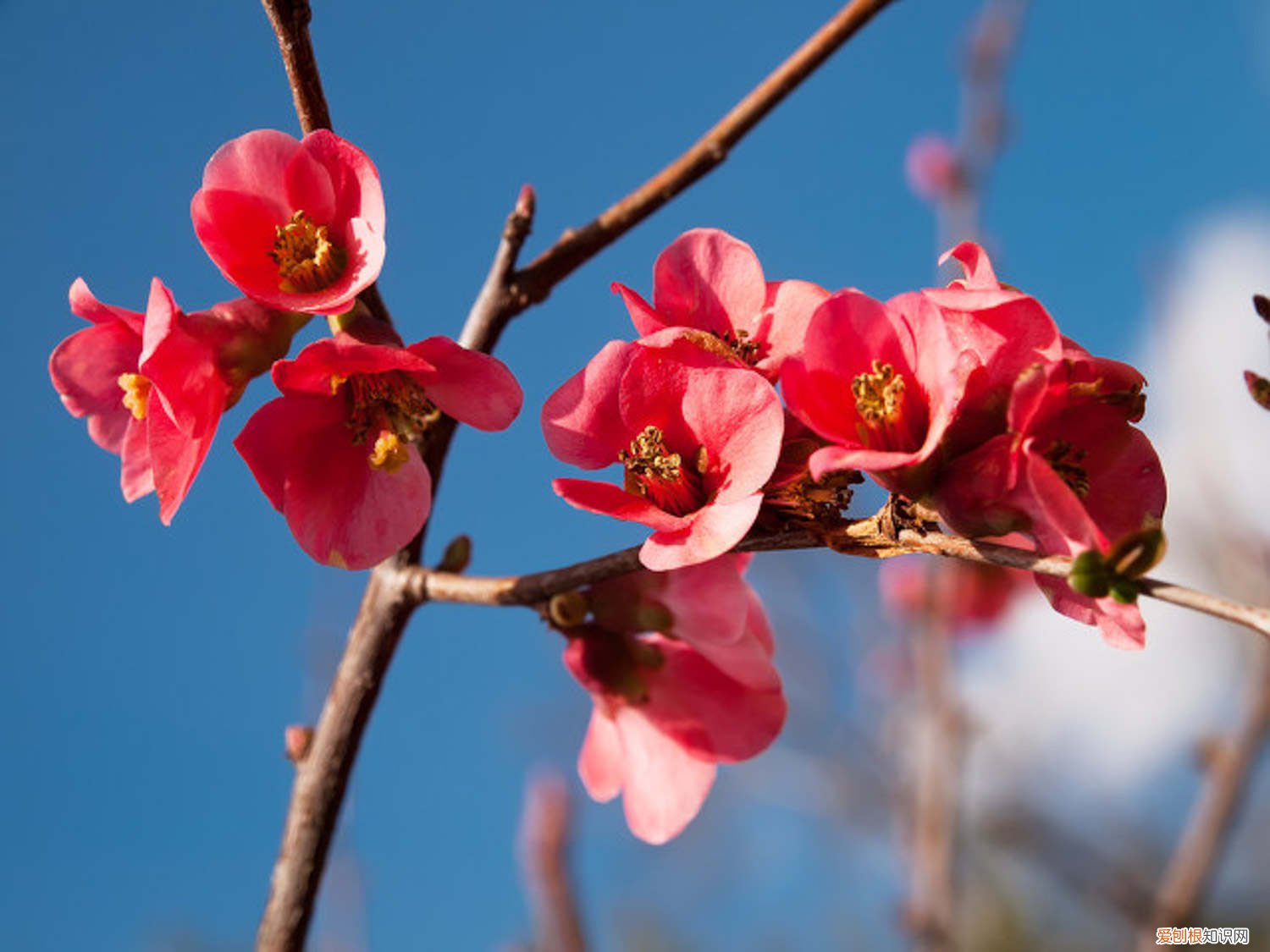 木瓜籽可以种吗图片 木瓜籽可以种吗