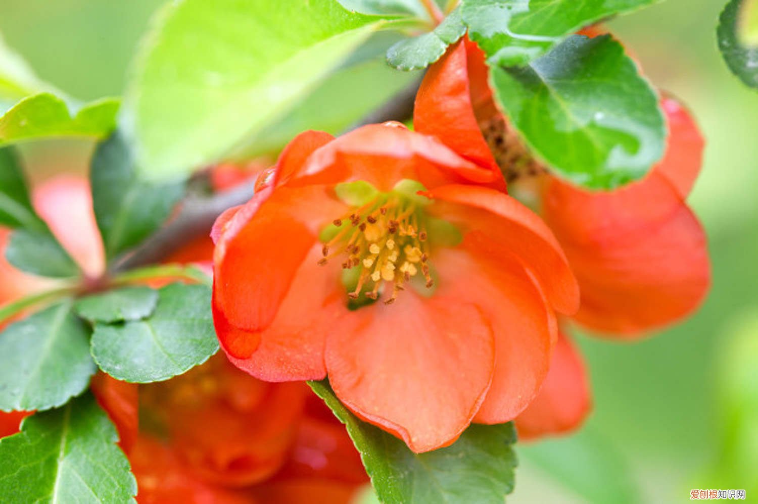 木瓜籽可以种吗图片 木瓜籽可以种吗