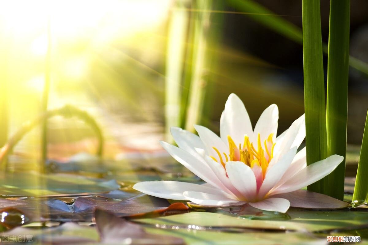 养花的经验，错过这几条基本的养花知识，难怪你的花养不好