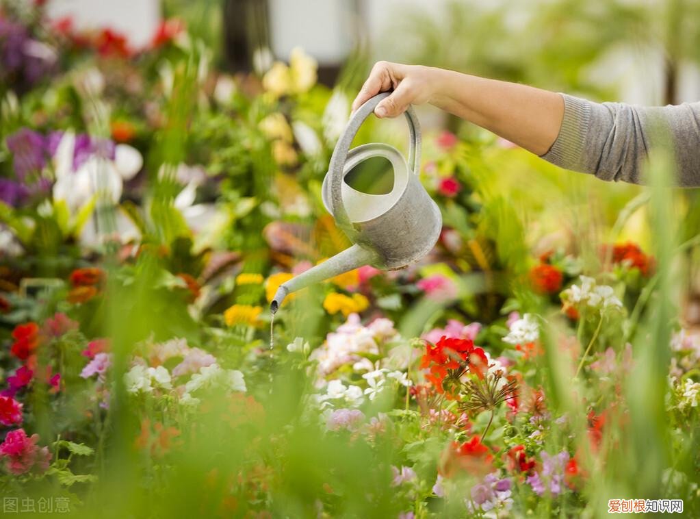 养花的经验，错过这几条基本的养花知识，难怪你的花养不好