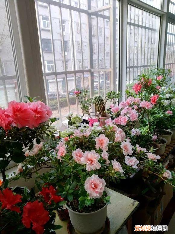 养一盆花好吗，养花5大常识，人人得会，不然养一盆死一盆，别忽视