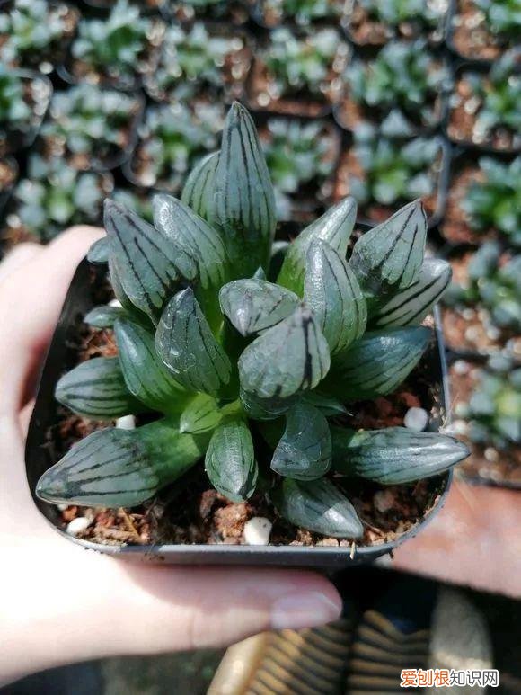 养一盆花好吗，养花5大常识，人人得会，不然养一盆死一盆，别忽视