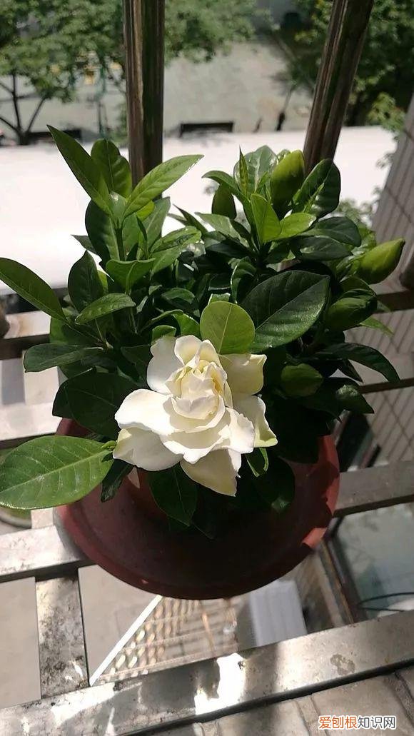 养一盆花好吗，养花5大常识，人人得会，不然养一盆死一盆，别忽视