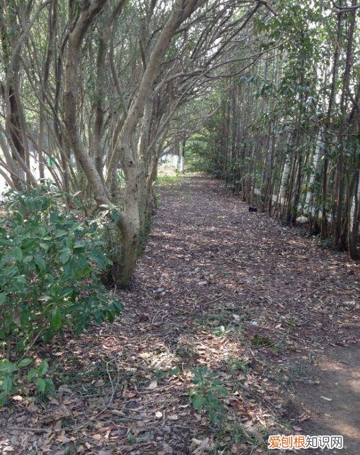 养一盆花好吗，养花5大常识，人人得会，不然养一盆死一盆，别忽视