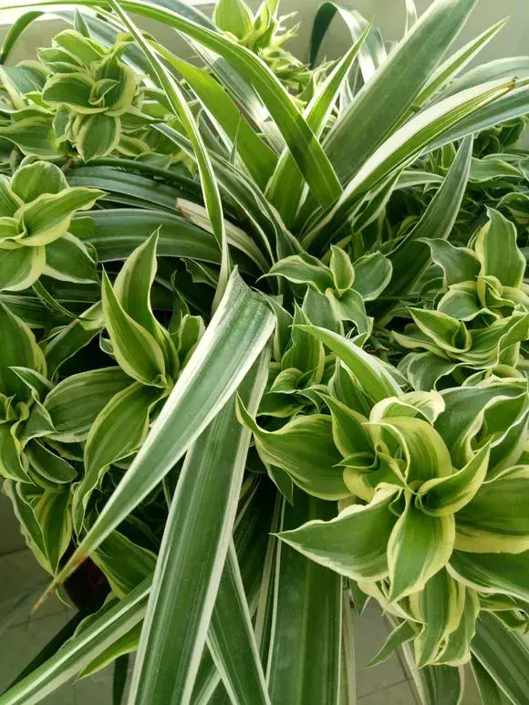 养一盆花好吗，养花5大常识，人人得会，不然养一盆死一盆，别忽视