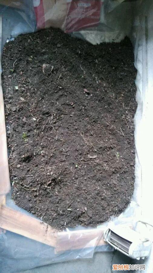 养一盆花好吗，养花5大常识，人人得会，不然养一盆死一盆，别忽视