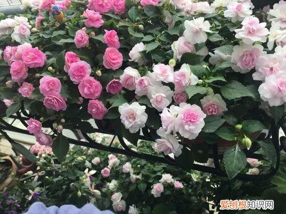 养一盆花好吗，养花5大常识，人人得会，不然养一盆死一盆，别忽视