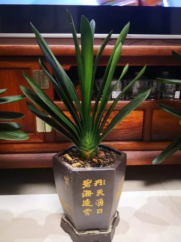 养一盆花好吗，养花5大常识，人人得会，不然养一盆死一盆，别忽视