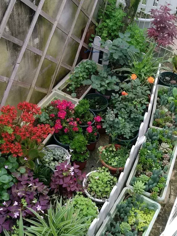 养一盆花好吗，养花5大常识，人人得会，不然养一盆死一盆，别忽视