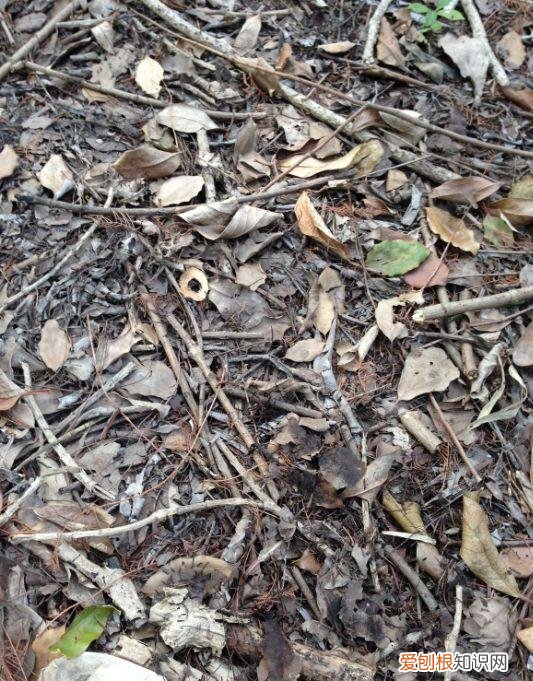 养一盆花好吗，养花5大常识，人人得会，不然养一盆死一盆，别忽视