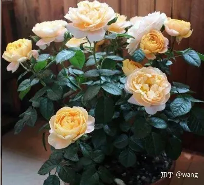 阳台上养月季，阳台党想知道的养花知识-月季篇