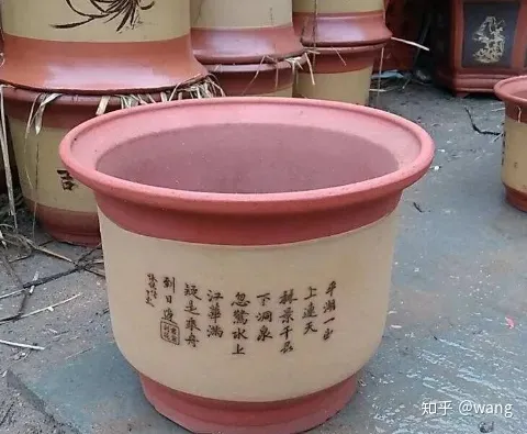 阳台上养月季，阳台党想知道的养花知识-月季篇