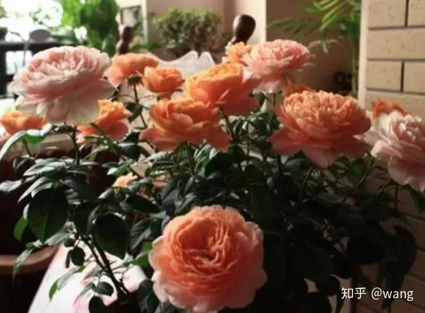 阳台上养月季，阳台党想知道的养花知识-月季篇