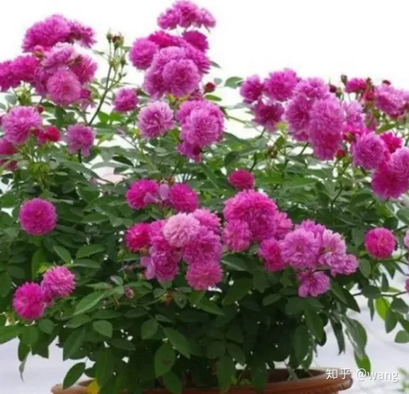 阳台上养月季，阳台党想知道的养花知识-月季篇