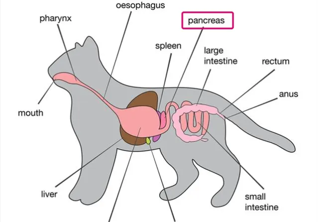 宠物慢性胰腺炎,宠物小知识——胰腺炎