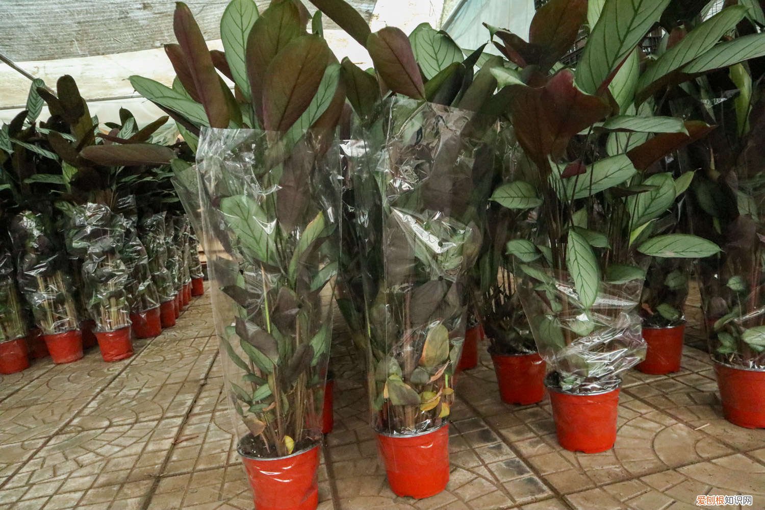 新羽竹芋养殖 新飞羽竹芋竹芋种植方法