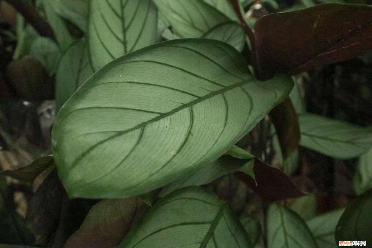 新羽竹芋养殖 新飞羽竹芋竹芋种植方法