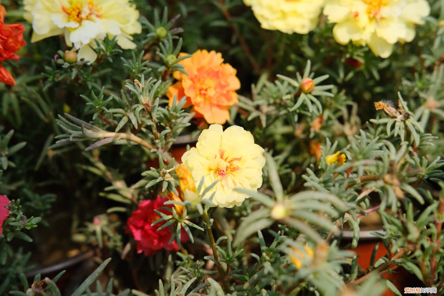 太阳花几月份扦插好怎么扦插 太阳花几月扦插