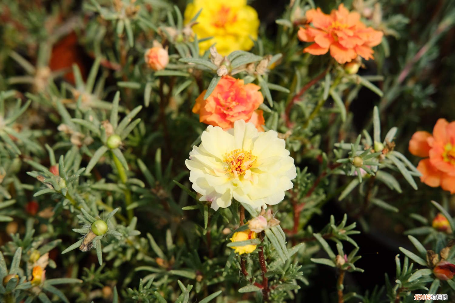 太阳花几月份扦插好怎么扦插 太阳花几月扦插