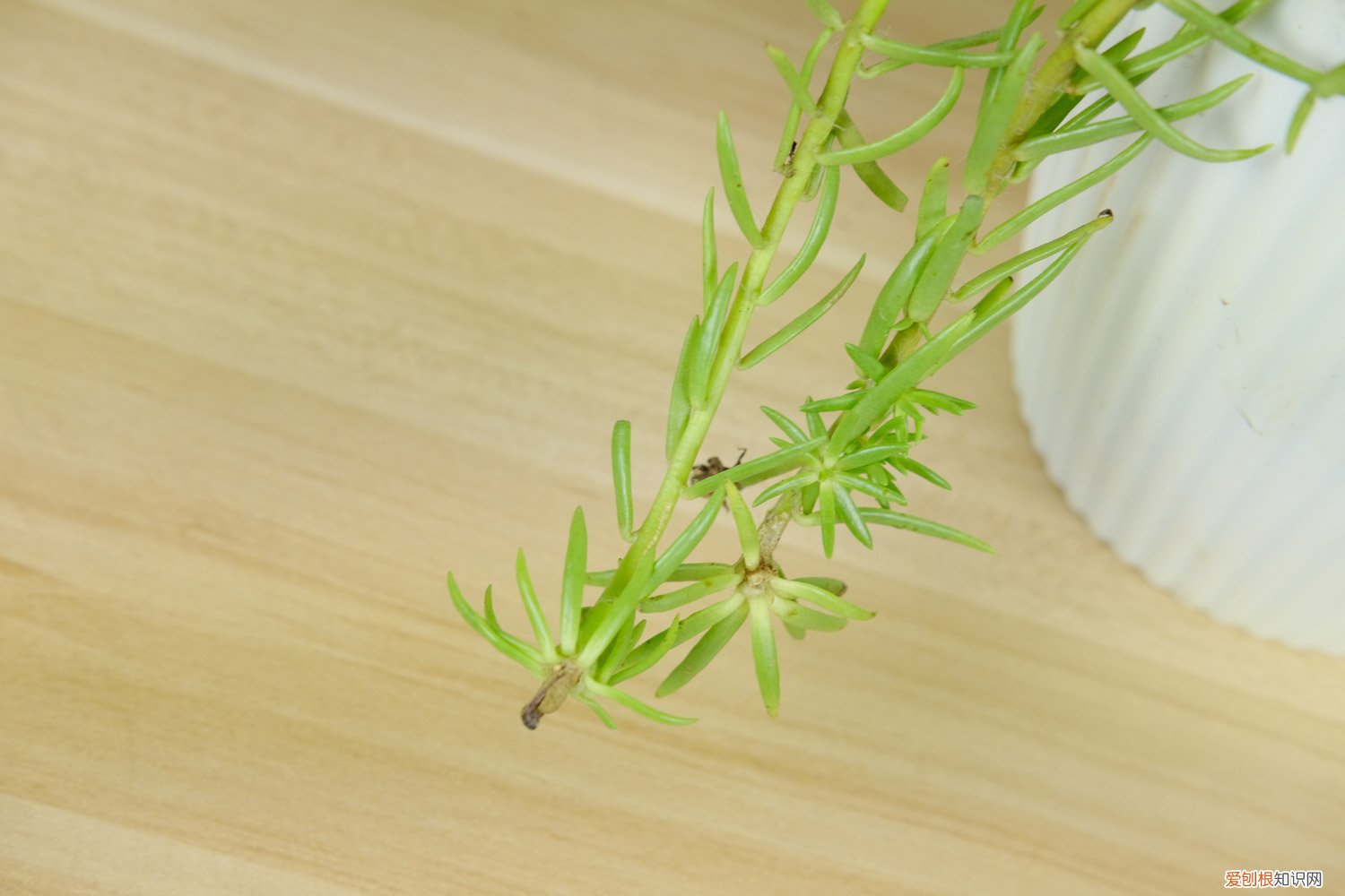 太阳花几月份扦插好怎么扦插 太阳花几月扦插