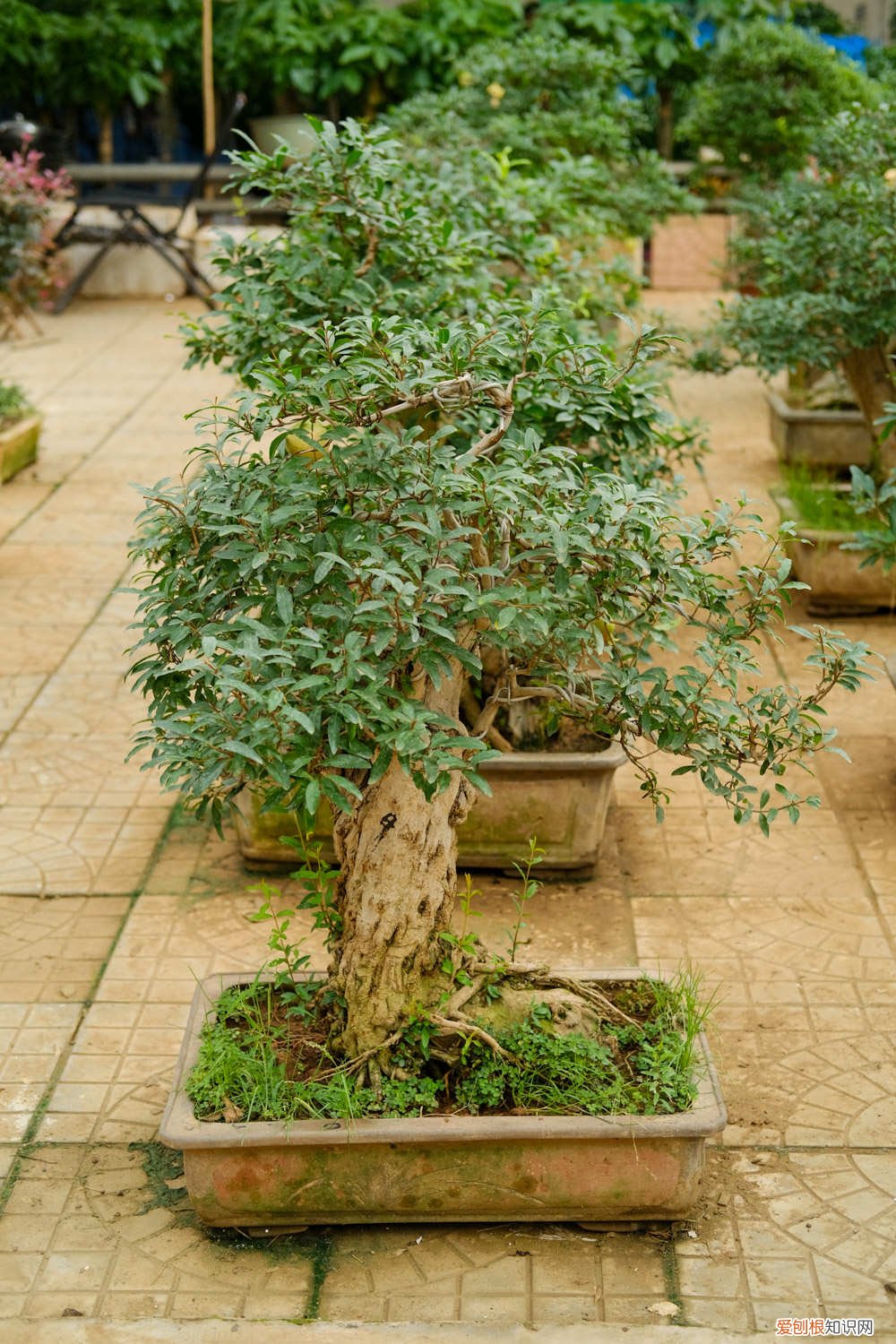 石榴的修剪法 石榴修剪技术要点