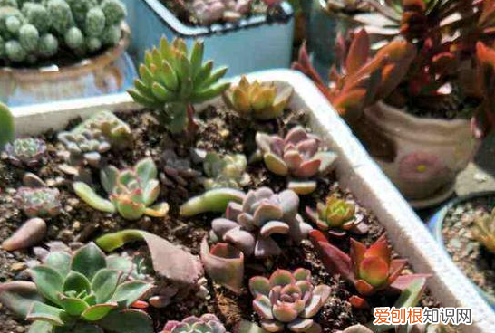 怎么种花才能让花旺盛起来,养花种草如何提高成活率?3个小技巧,让植物疯长挡都挡不住