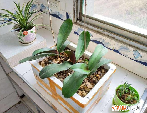 怎么种花才能让花旺盛起来,养花种草如何提高成活率?3个小技巧,让植物疯长挡都挡不住