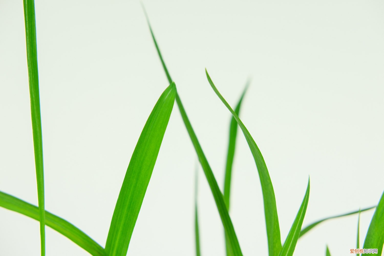 香雪兰种子怎么种植视频 香雪兰种子怎么种植