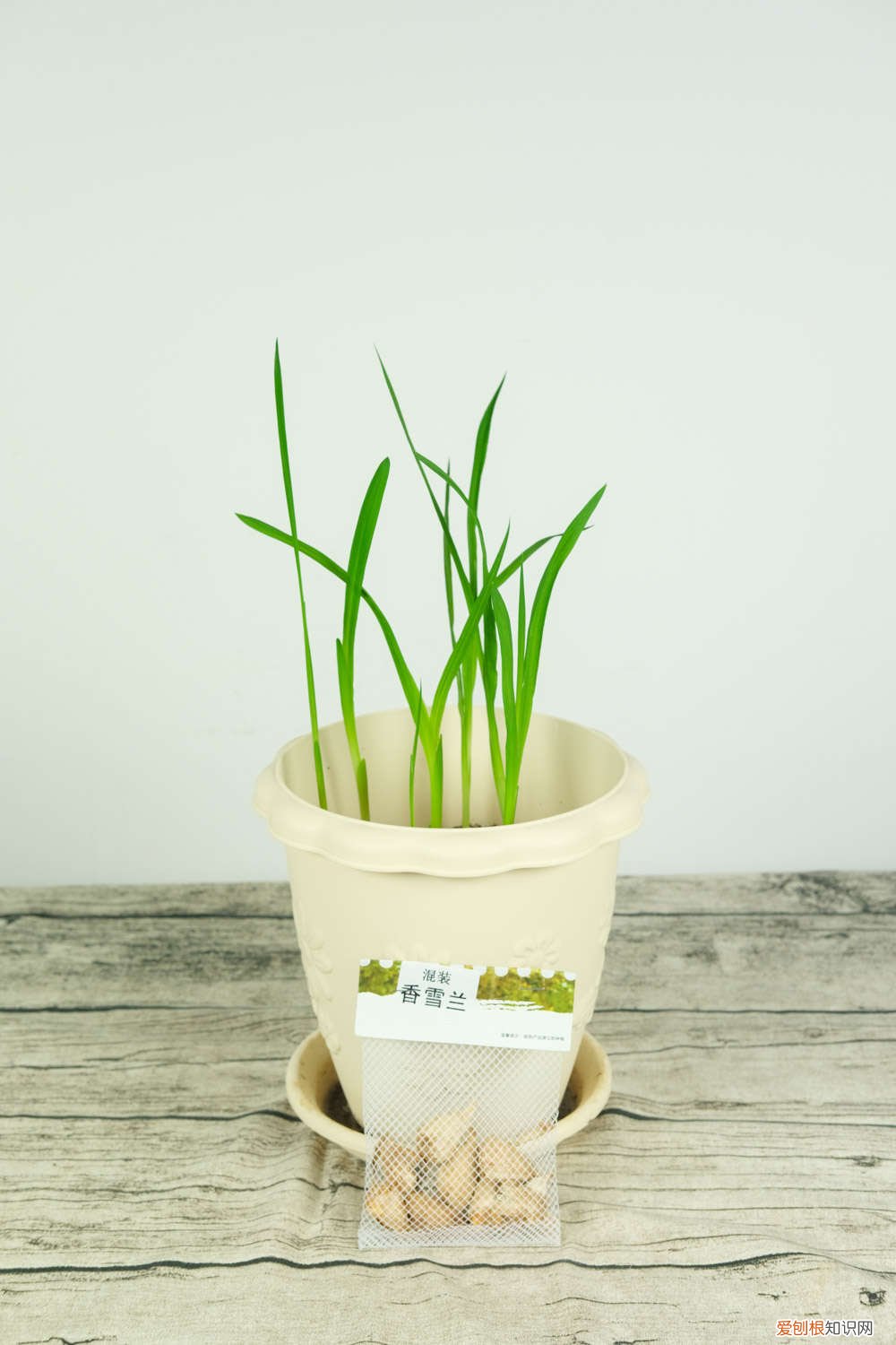 香雪兰种子怎么种植视频 香雪兰种子怎么种植